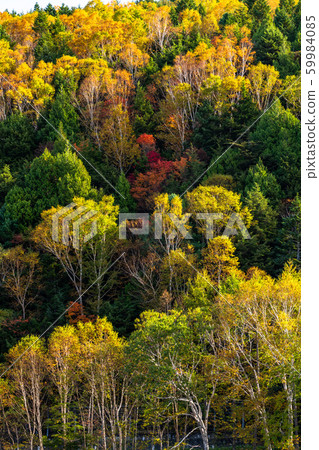 <Nagano Prefecture> Autumn Shiga Kogen, autumn leaves hunting 59984085