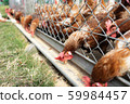Chickens 4 Chickens 4 59984457