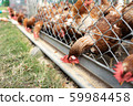 Chicken 5 Chicken 5 59984458