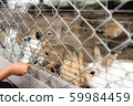 Rabbit getting food through the fence Rabbit getting food through the fence 59984459