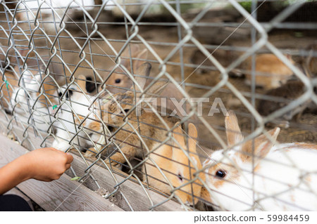Rabbit getting food through the fence Rabbit getting food through the fence 59984459