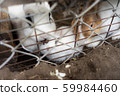 Rabbit looking here over the fence Rabbit looking here over the fence 59984460