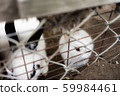 White rabbit over the fence White rabbit over the fence 59984461