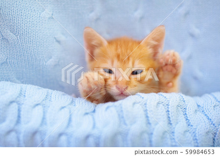 Baby cat. Ginger kitten sleeping under blanket Baby cat. Ginger kitten sleeping under blanket 59984653