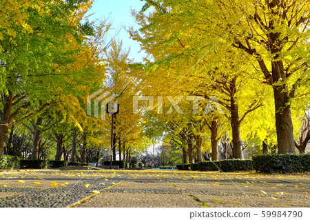 秋天公園本莊綜合公園 秋天公園本莊綜合公園 59984790