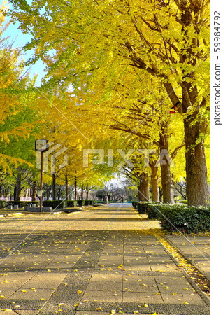 秋天公園本莊綜合公園 秋天公園本莊綜合公園 59984792