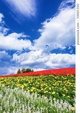 北海道上富良野町的秋季花園風景 59985300