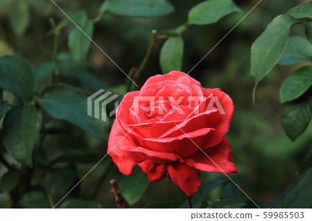 玫瑰	 59985503
