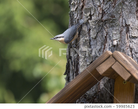 Close up wood Nuthatch or Eurasian nuthatch, 59985623