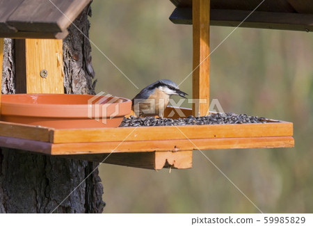 Close up wood Nuthatch or Eurasian nuthatch, Sitta Close up wood Nuthatch or Eurasian nuthatch, Sitta 59985829