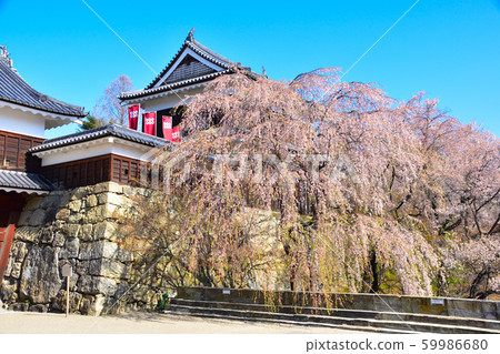 櫻花景色上田城 櫻花景色上田城 59986680