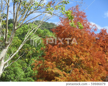 新竹縣寶山北埔峨嵋湖 59986879