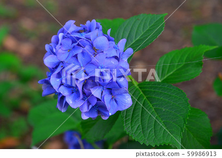 Ajisai blooming in spring and summer Ajisai blooming in spring and summer 59986913