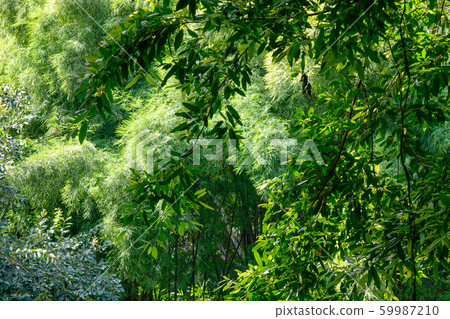 Green tree forest at sunny day Green tree forest at sunny day 59987210