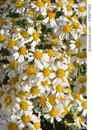 Chrysanthemum flower Chrysanthemum flower 59987404