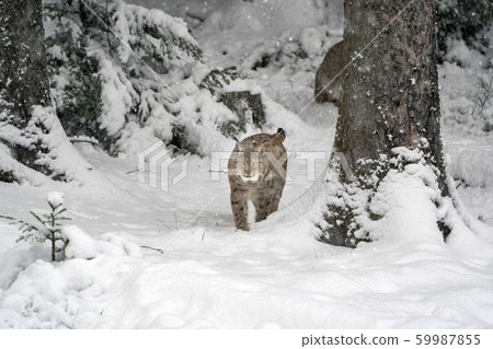 lynx in the snow portrait coming to you 59987855