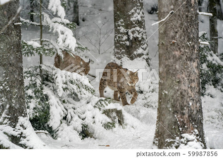 lynx in the snow portrait coming to you 59987856