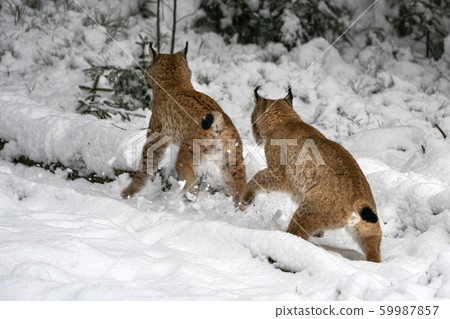 lynx in the snow portrait coming to you 59987857