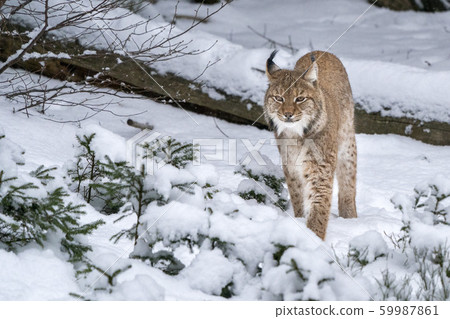 lynx in the snow portrait coming to you lynx in the snow portrait coming to you 59987861