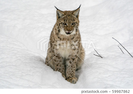 lynx in the snow portrait coming to you lynx in the snow portrait coming to you 59987862