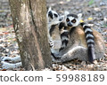 Wolverine lemur 59988189