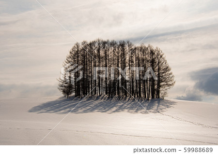 Biei Winter Story Biei Winter Story 59988689
