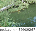 Kyoto Pond Garden 59989267