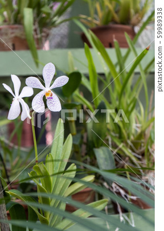 Phalaenopsis Or Moth Dendrobium Orchid Flower Stock Photo