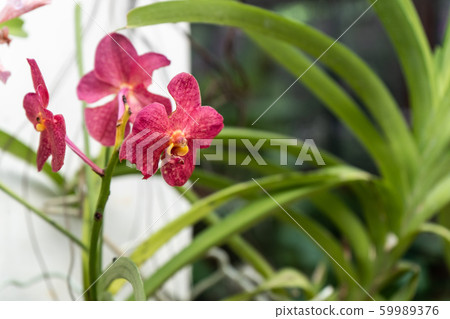 Phalaenopsis or Moth dendrobium Orchid flower. Ruby Orchids Isolated on blur background. butterfly orchids. Closeup of red phalaenopsis orchid. Phalaenopsis or Moth dendrobium Orchid flower. Ruby Orchids Isolated on blur background. butterfly orchids. Closeup of red phalaenopsis orchid. 59989376