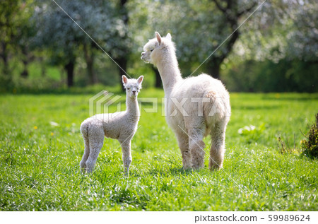 White Alpaca with offspring 59989624