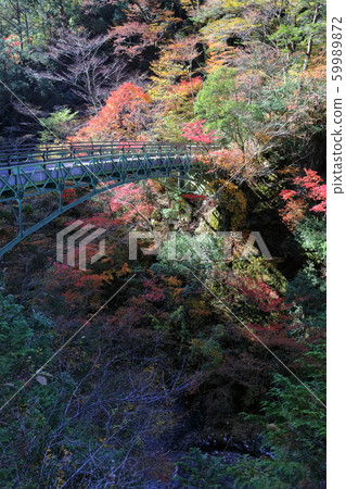 通天橋紅葉（愛媛縣桃川谷） 59989872