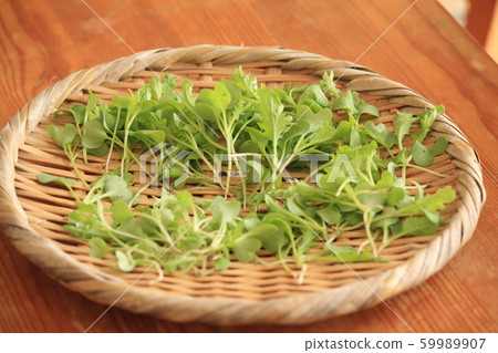 Baby leaf of Mizuna and Wasabi 59989907