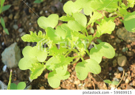 Baby leaf of Mizuna and Wasabi Baby leaf of Mizuna and Wasabi 59989915