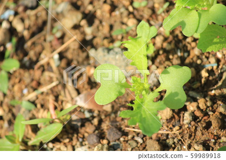 Baby leaf of Mizuna and Wasabi Baby leaf of Mizuna and Wasabi 59989918