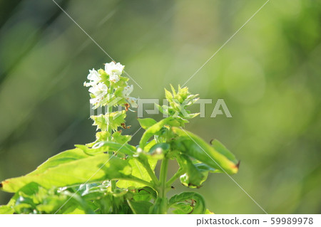 Sweet basil flower and fruit 59989978