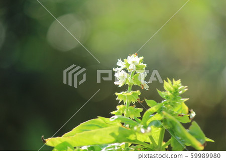 Sweet basil flower and fruit 59989980