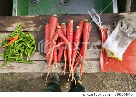 Harvest from the kitchen garden 59990940
