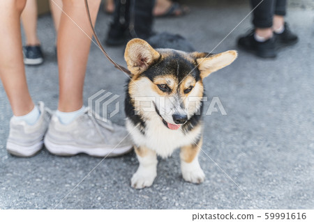 Tricolor welsh corgi puppy is sitting at the feet of his master. Pembroke dog on short legs is very funny, cute and a good friend. Horizontal image Tricolor welsh corgi puppy is sitting at the feet of his master. Pembroke dog on short legs is very funny, cute and a good friend. Horizontal image 59991616