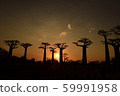 Sunset on the avenue of baobabs 59991958