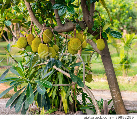 Juicy jackfruit hanging on tree 59992299