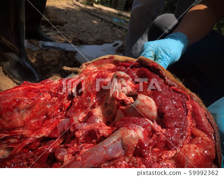 The cow's brain sample opens for testing and 59992362