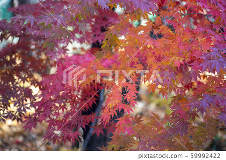 Maple leaves, Ansan city, Gyeonggi-do 59992422