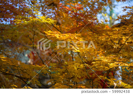 Maple leaves, Ansan city, Gyeonggi-do Maple leaves, Ansan city, Gyeonggi-do 59992438