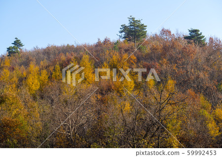 Maple leaves, Ansan city, Gyeonggi-do 59992453