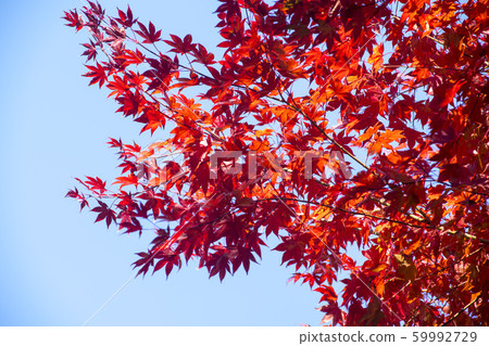 Maple leaves, Ansan city, Gyeonggi-do 59992729