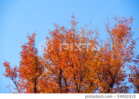 楓葉,安山市,京畿道 楓葉,安山市,京畿道 59992819