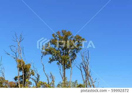 Maple leaves, Ansan city, Gyeonggi-do 59992872