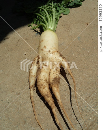 Radish 59993320