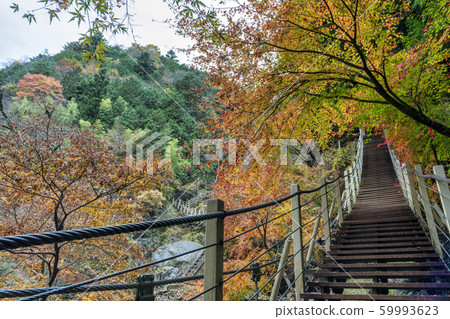 Oyanagawa Valley Autumn leaves 59993623