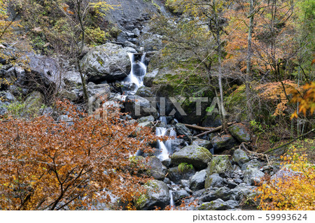 Oyanagawa Valley Autumn leaves Oyanagawa Valley Autumn leaves 59993624